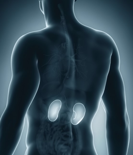 Advances in Nephrology & Kidney Transplantation 2025 Banner